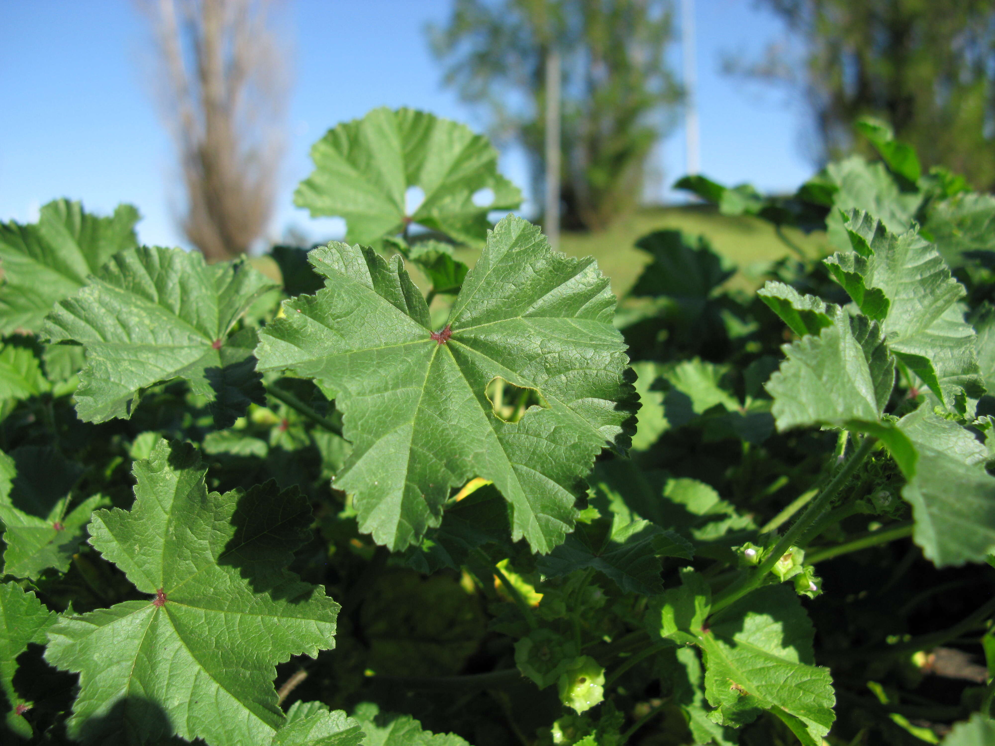 Image of Least Mallow