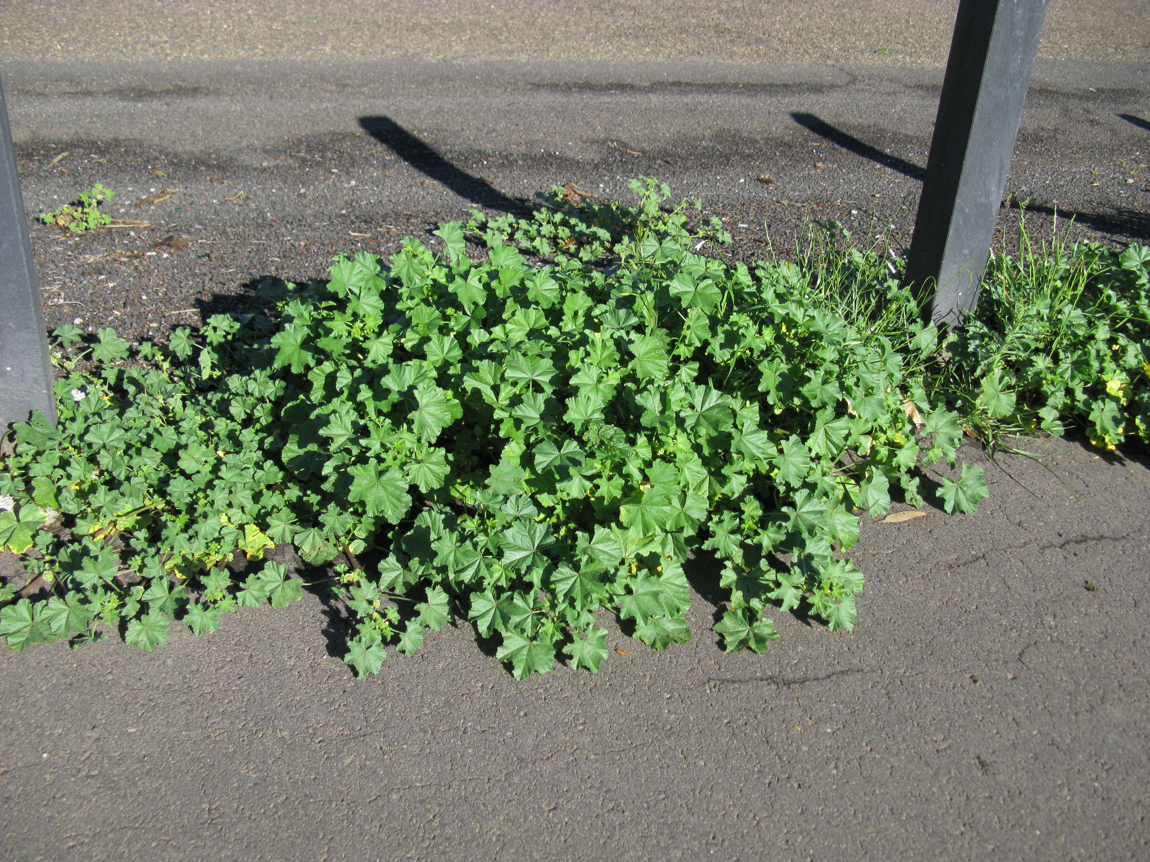 Image of Least Mallow