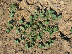 Image of Least Mallow