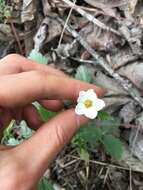 Imagem de Fragaria vesca subsp. californica (Cham. & Schltdl.) Staudt