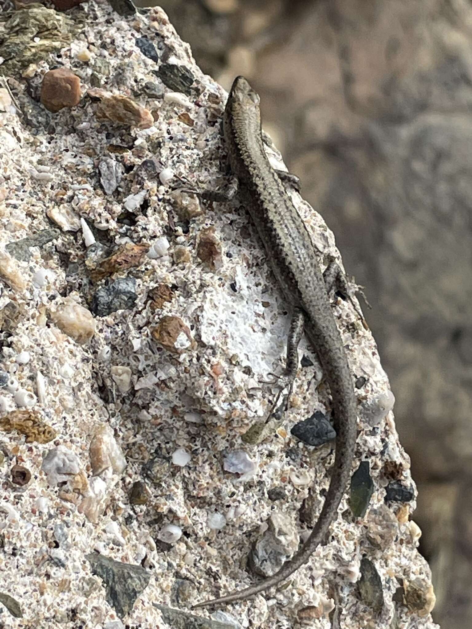 Image of Coastal snake-eyed skink