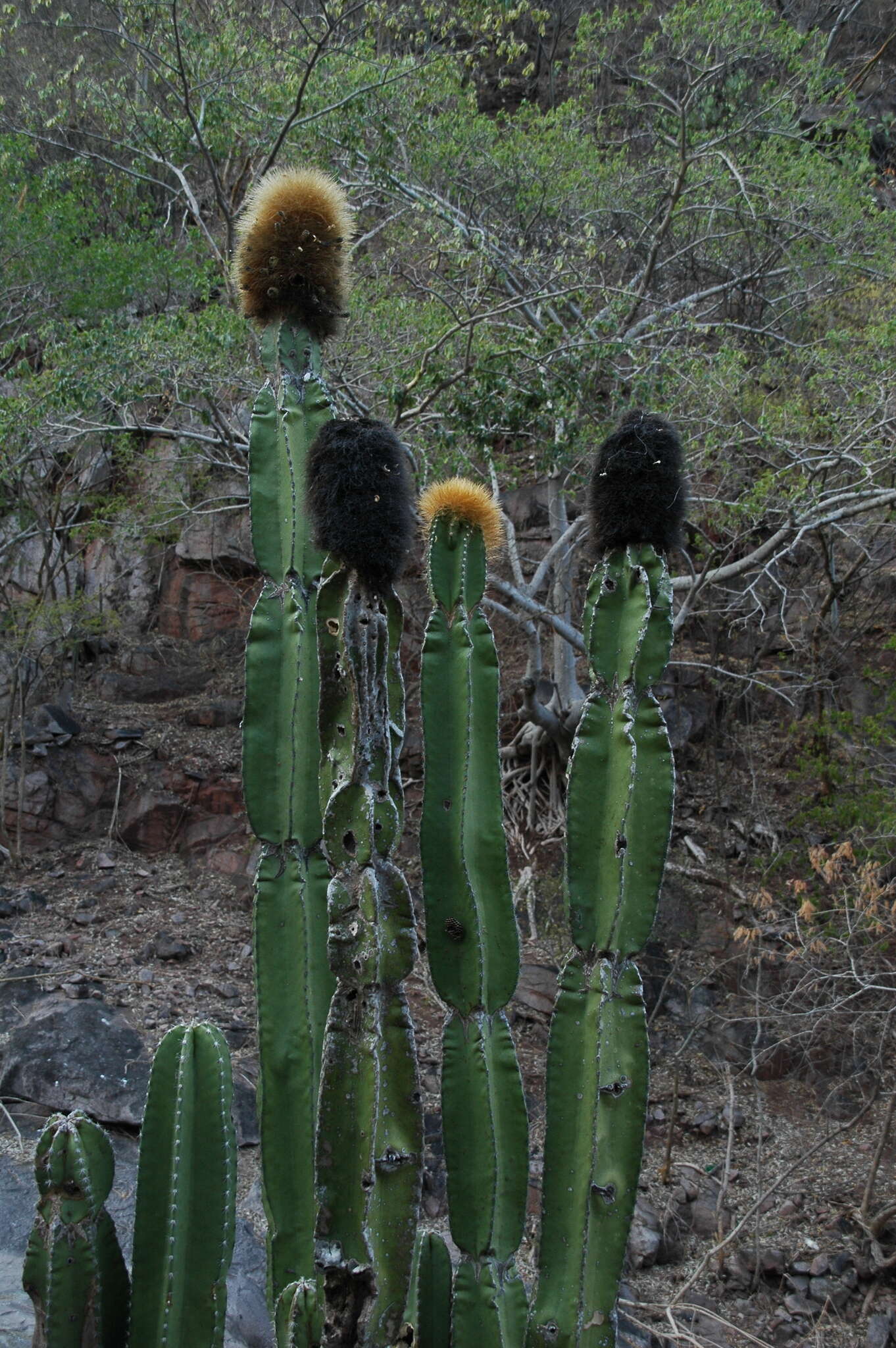 Image of Grenadier's Cap Cactus