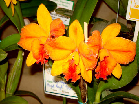 Image of × Sophrolaeliocattleya