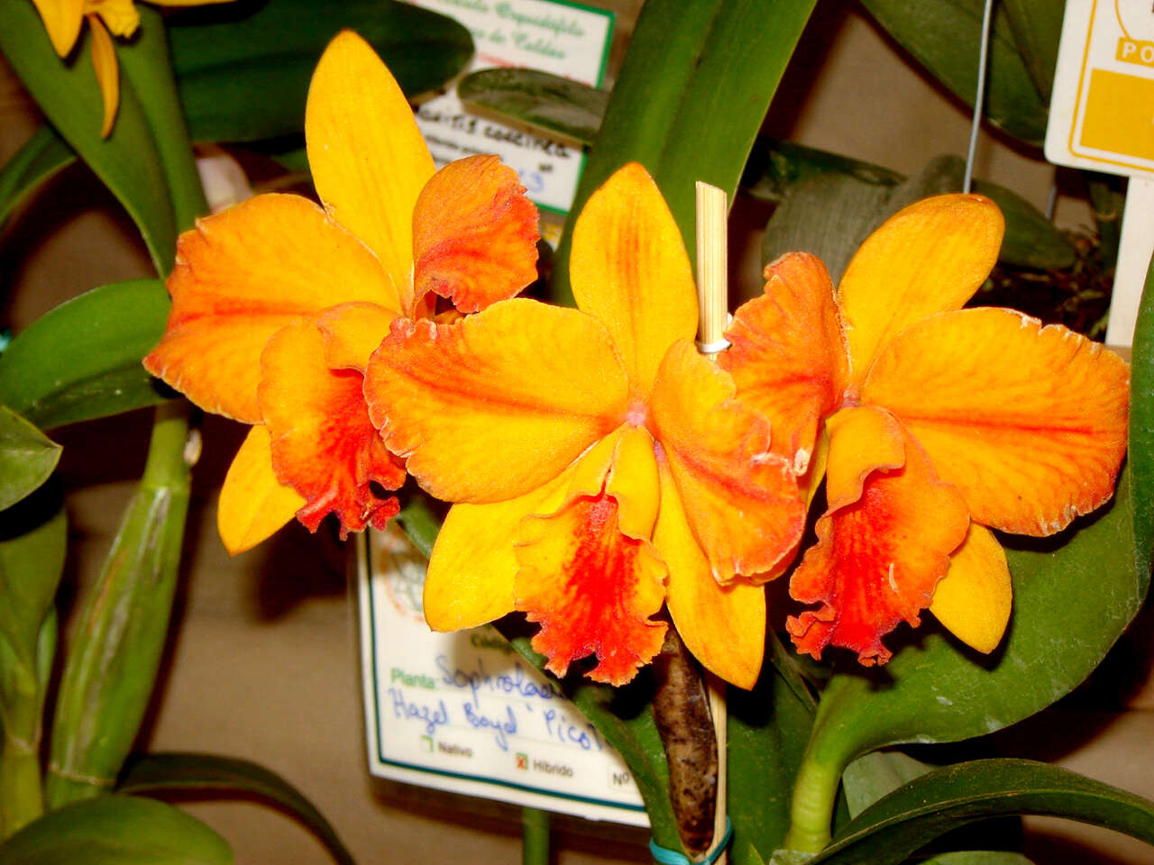 Image of × Sophrolaeliocattleya