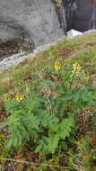 Imagem de Astragalus frigidus (L.) A. Gray