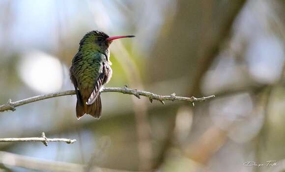 Image of Gilded Hummingbird