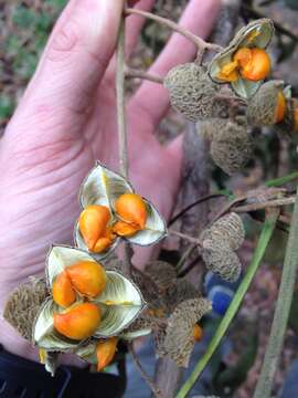 Plancia ëd Trichilia americana (Sessé & Mociño) T. D. Pennington