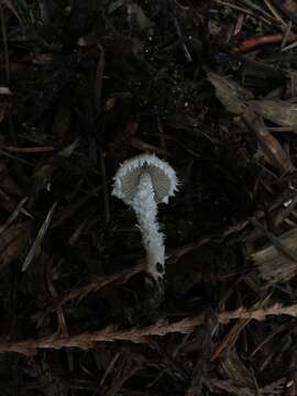 Image of <i>Psathyrella suavissima</i>