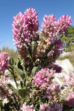 Image of Indigofera cytisoides Thunb.