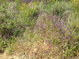 Image of Parry's phacelia