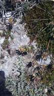 Plancia ëd Anthyllis vulneraria subsp. pulchella (Vis.) Bornm.