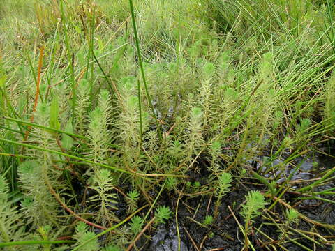 Image of parrot feather watermilfoil