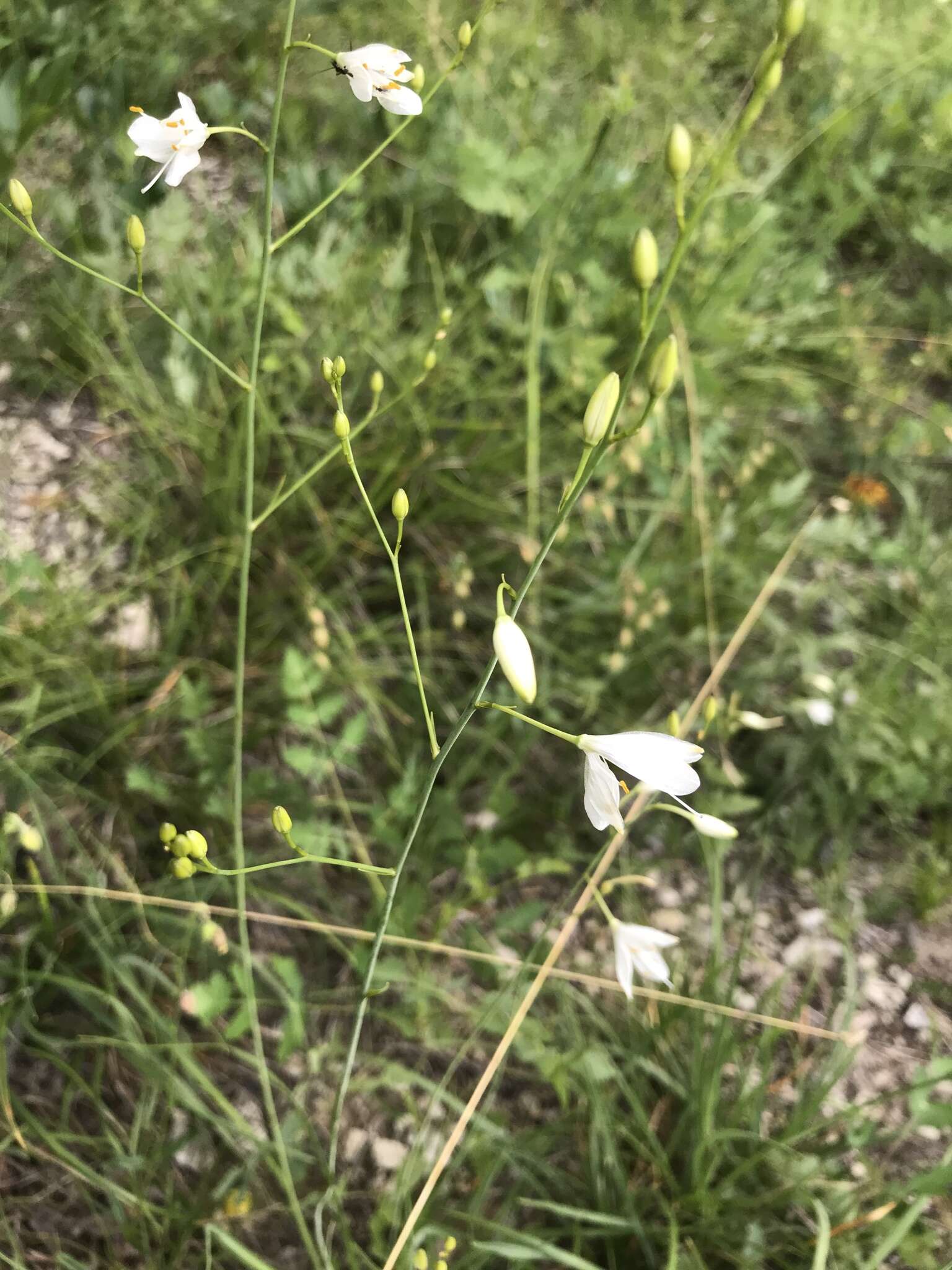 Image of Anthericum