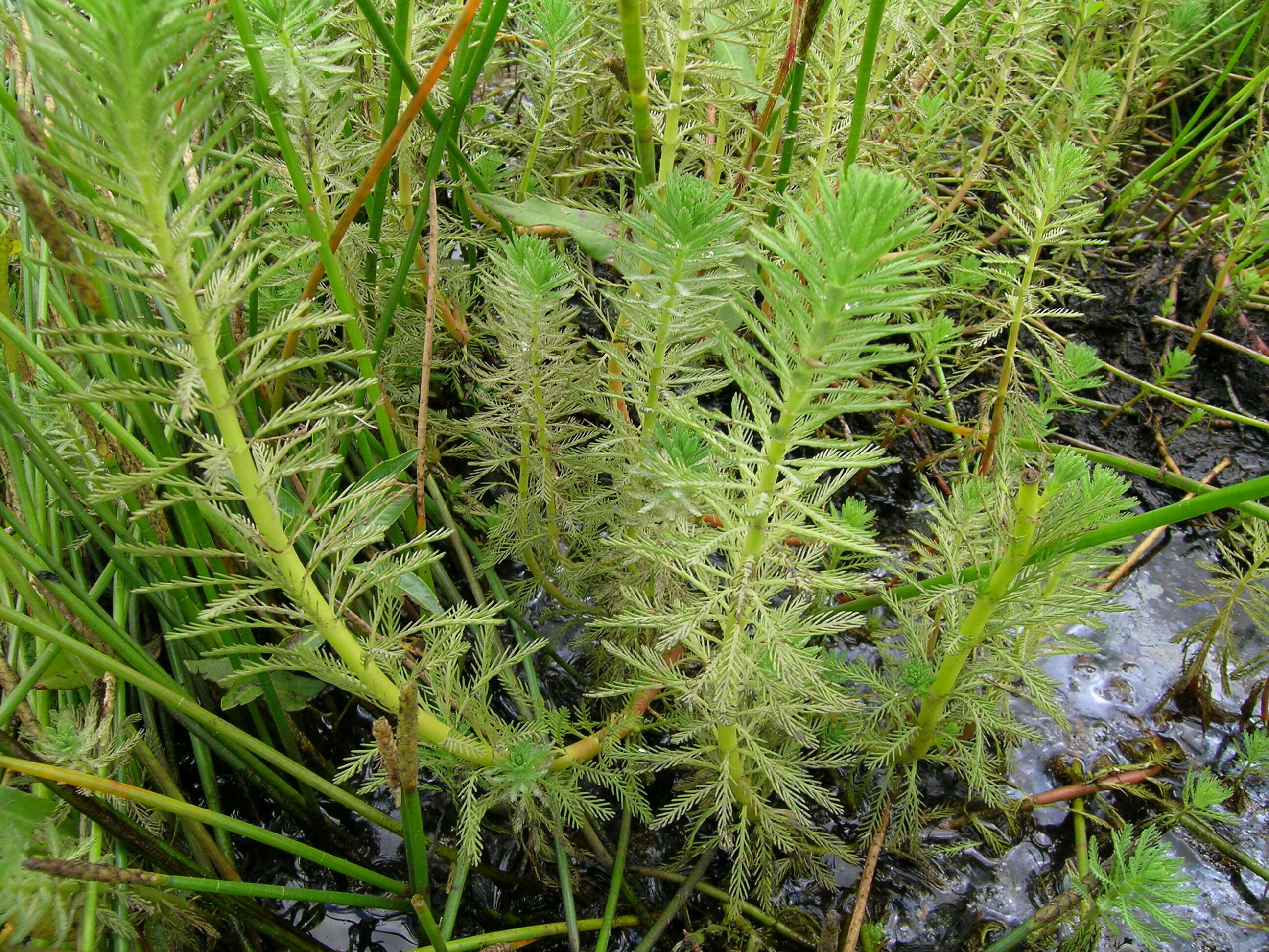 Image of parrot feather watermilfoil