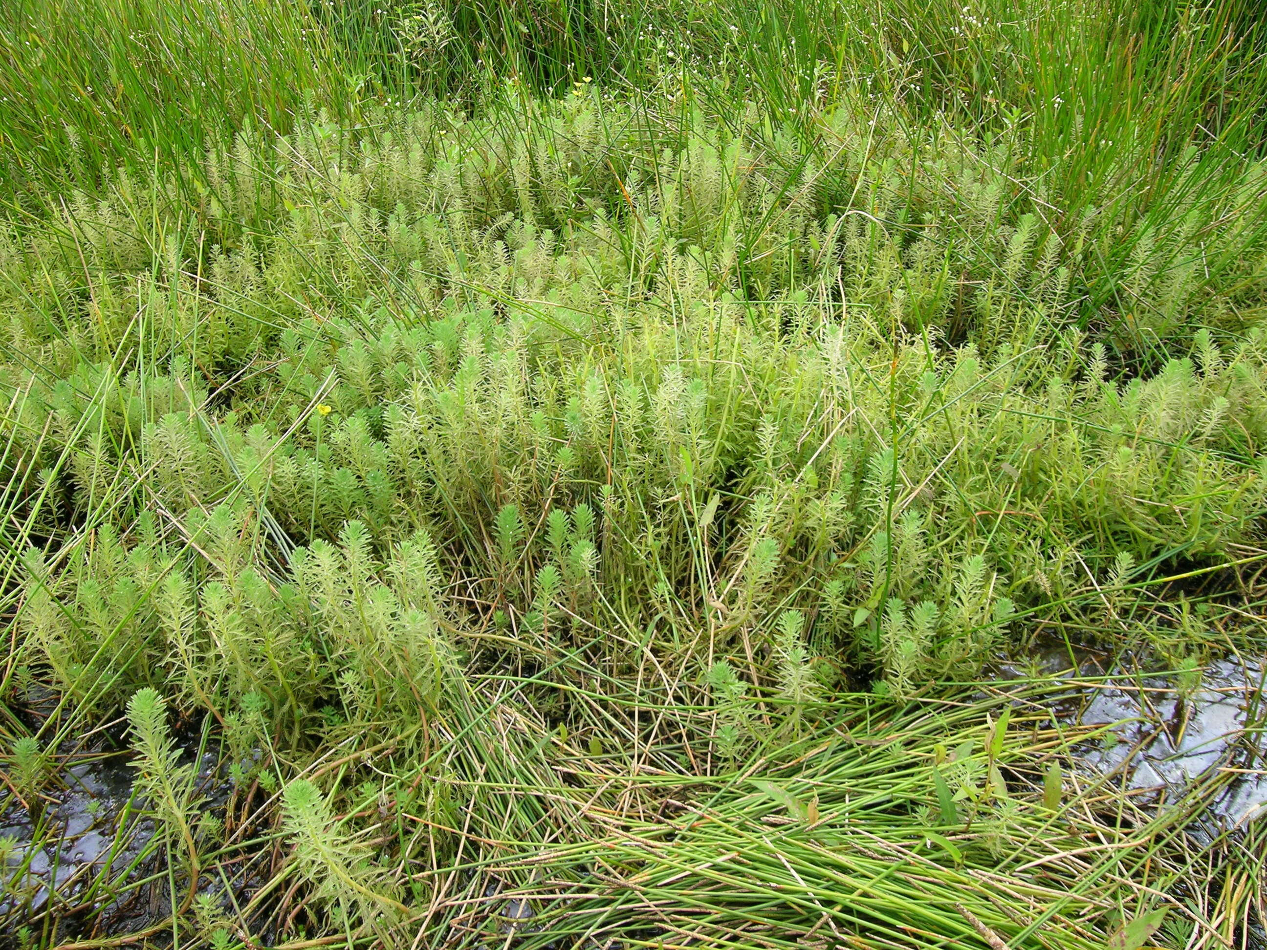 Image of parrot feather watermilfoil