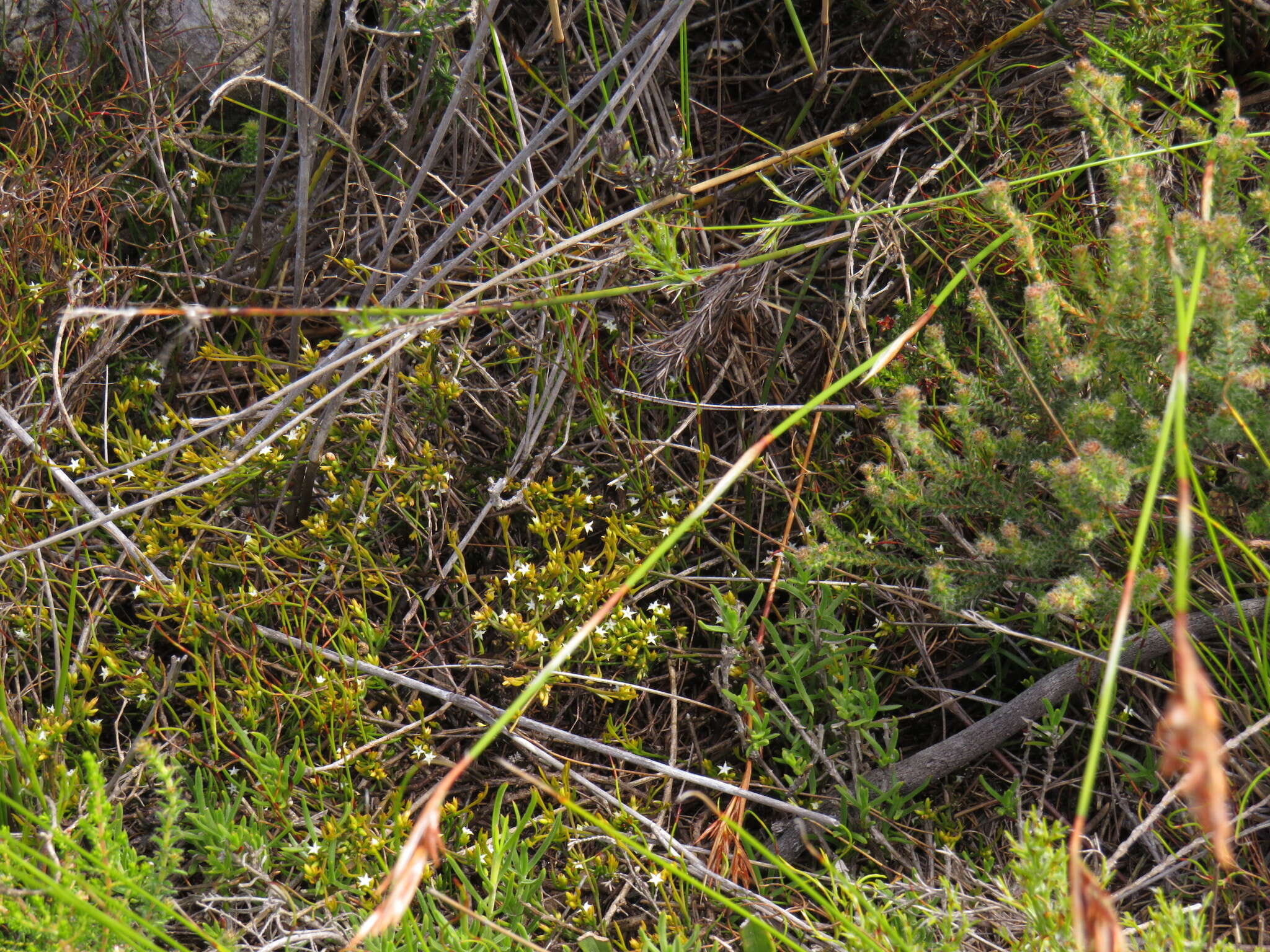 Image of Thesium acuminatum A. W. Hill