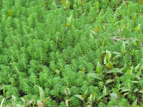 Image of parrot feather watermilfoil