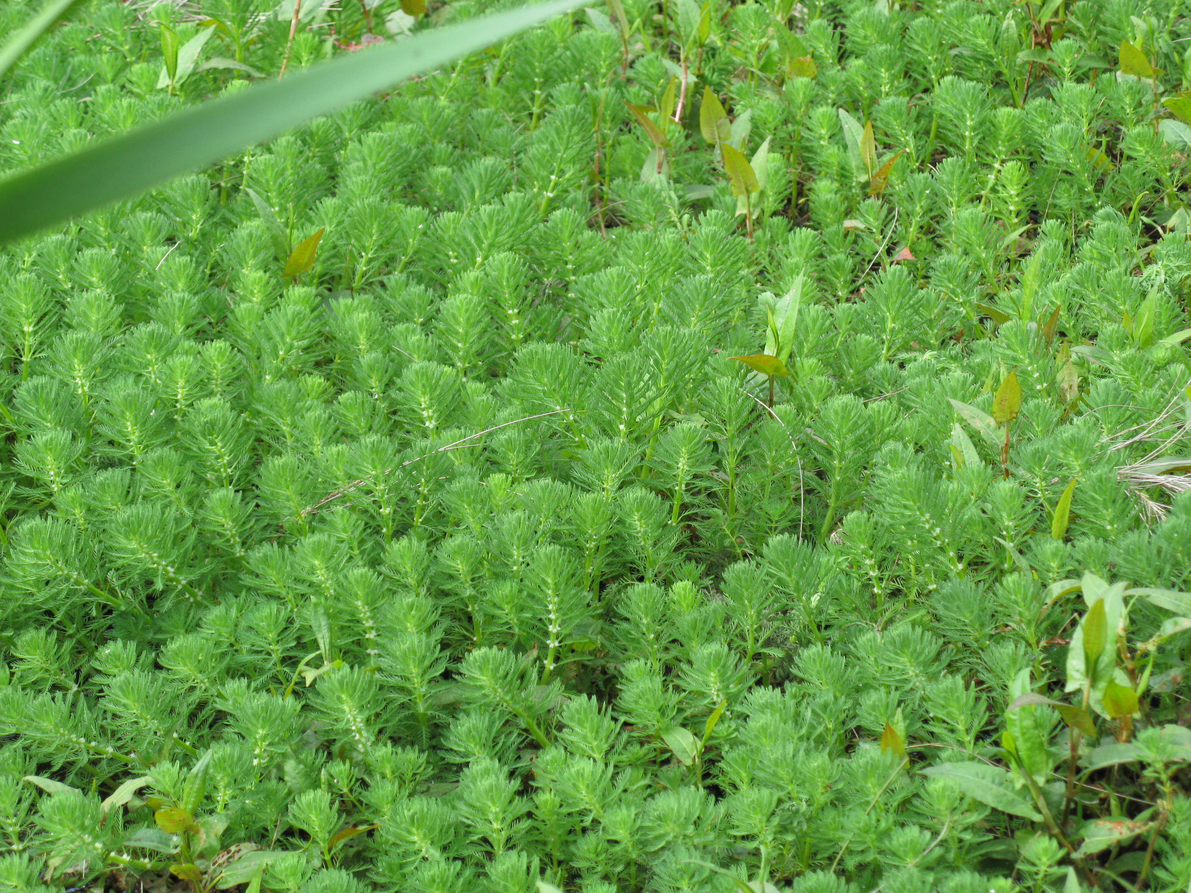 Image of parrot feather watermilfoil