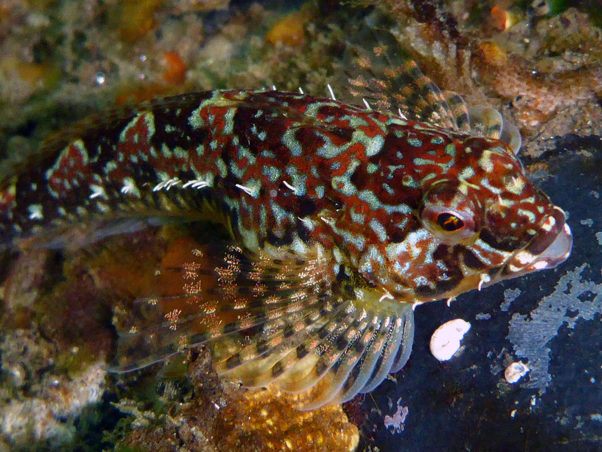 Image of Prickly sculpin