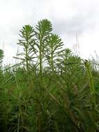 Image of parrot feather watermilfoil