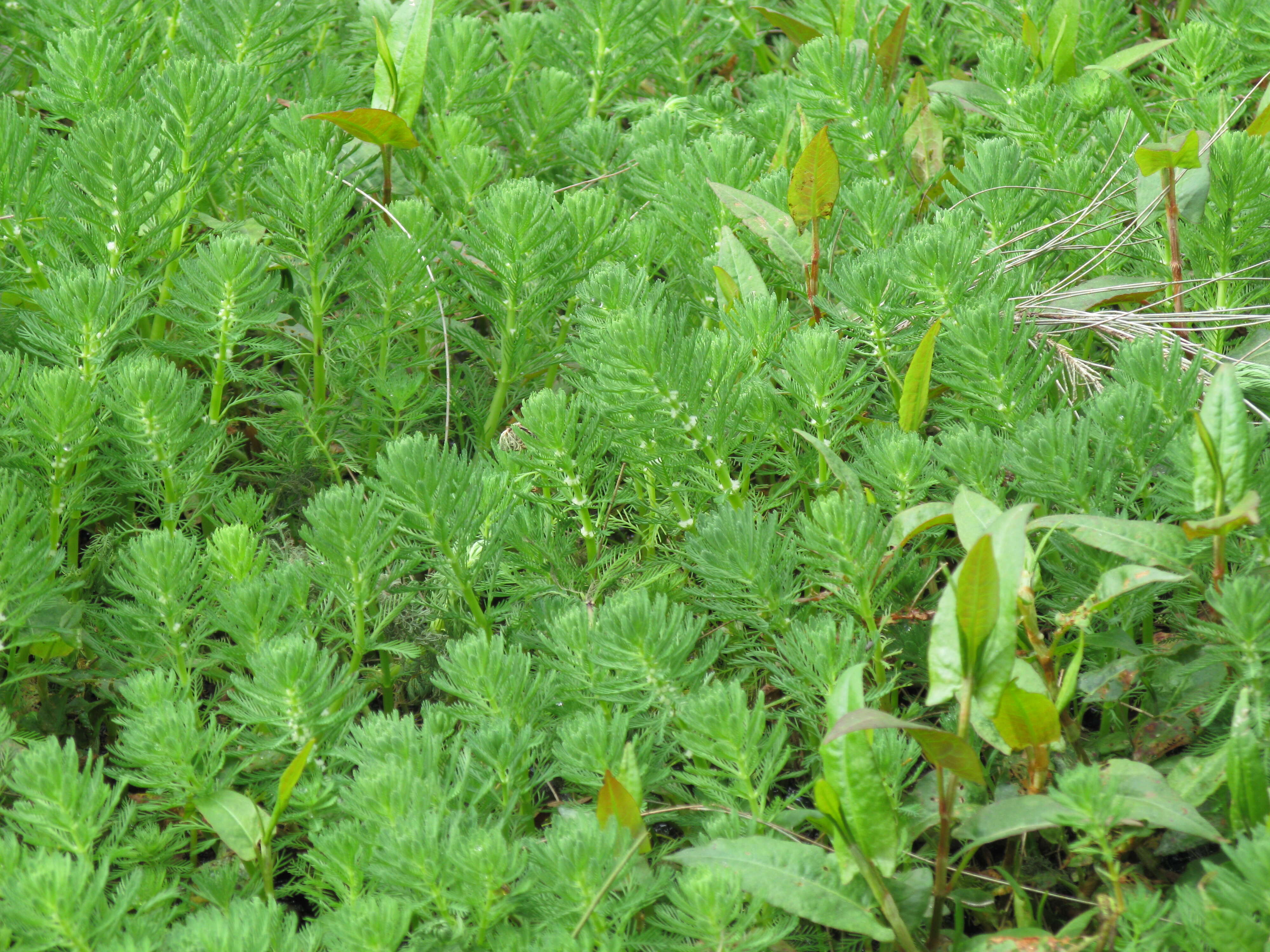 Image of parrot feather watermilfoil