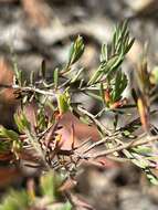 Image of Darwinia biflora (Cheel) B. G. Briggs