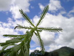 Image of parrot feather watermilfoil