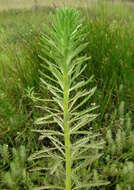 Image of parrot feather watermilfoil