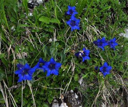 Imagem de Gentiana dinarica G. Beck