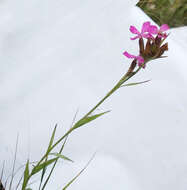 Image of Dianthus membranaceus Borbás