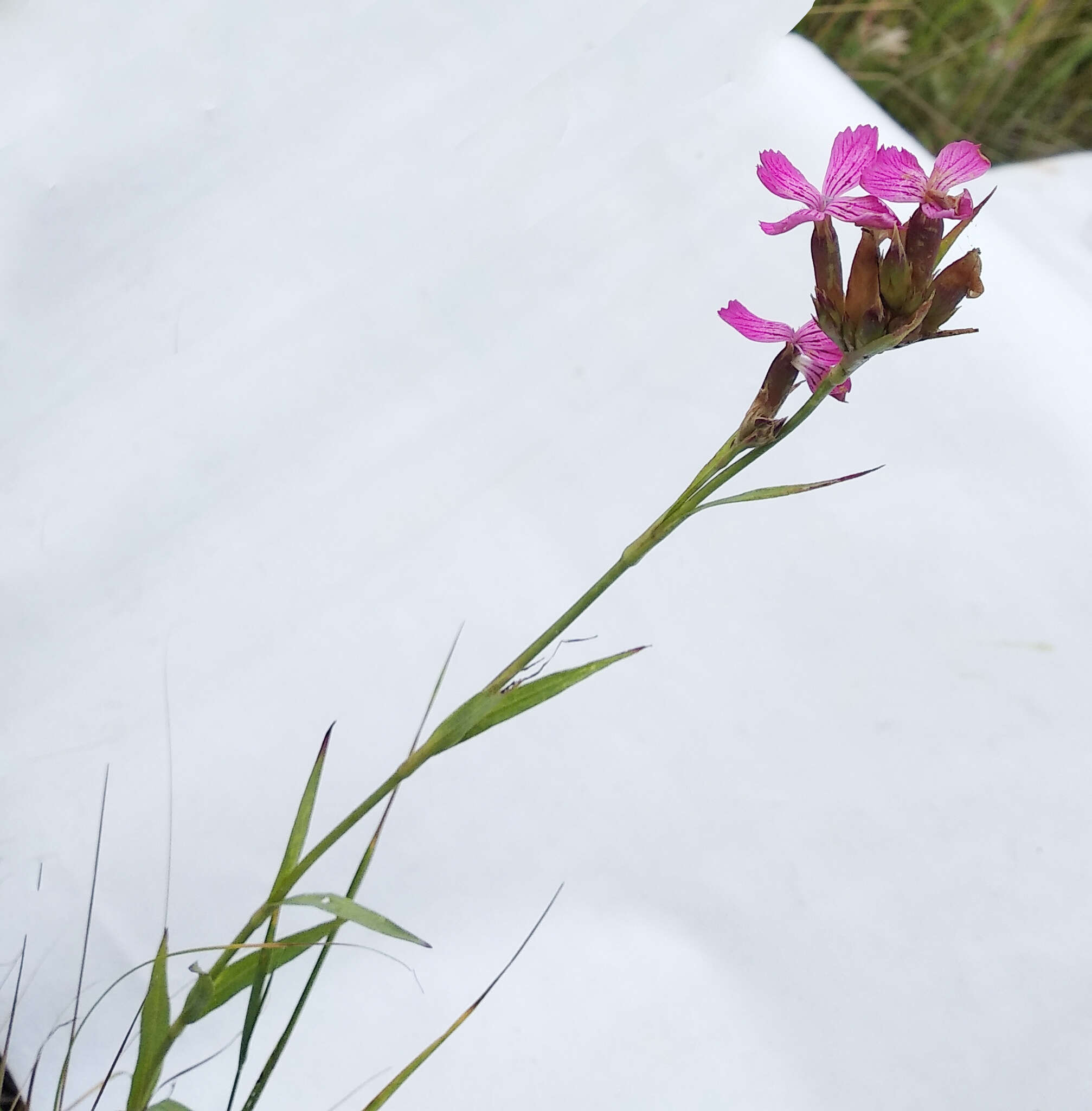 Image of Dianthus membranaceus Borbás