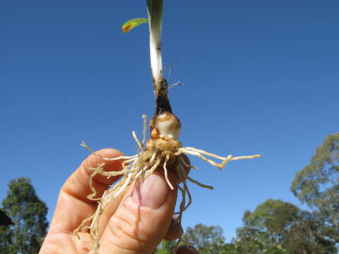 Image of Onion weed