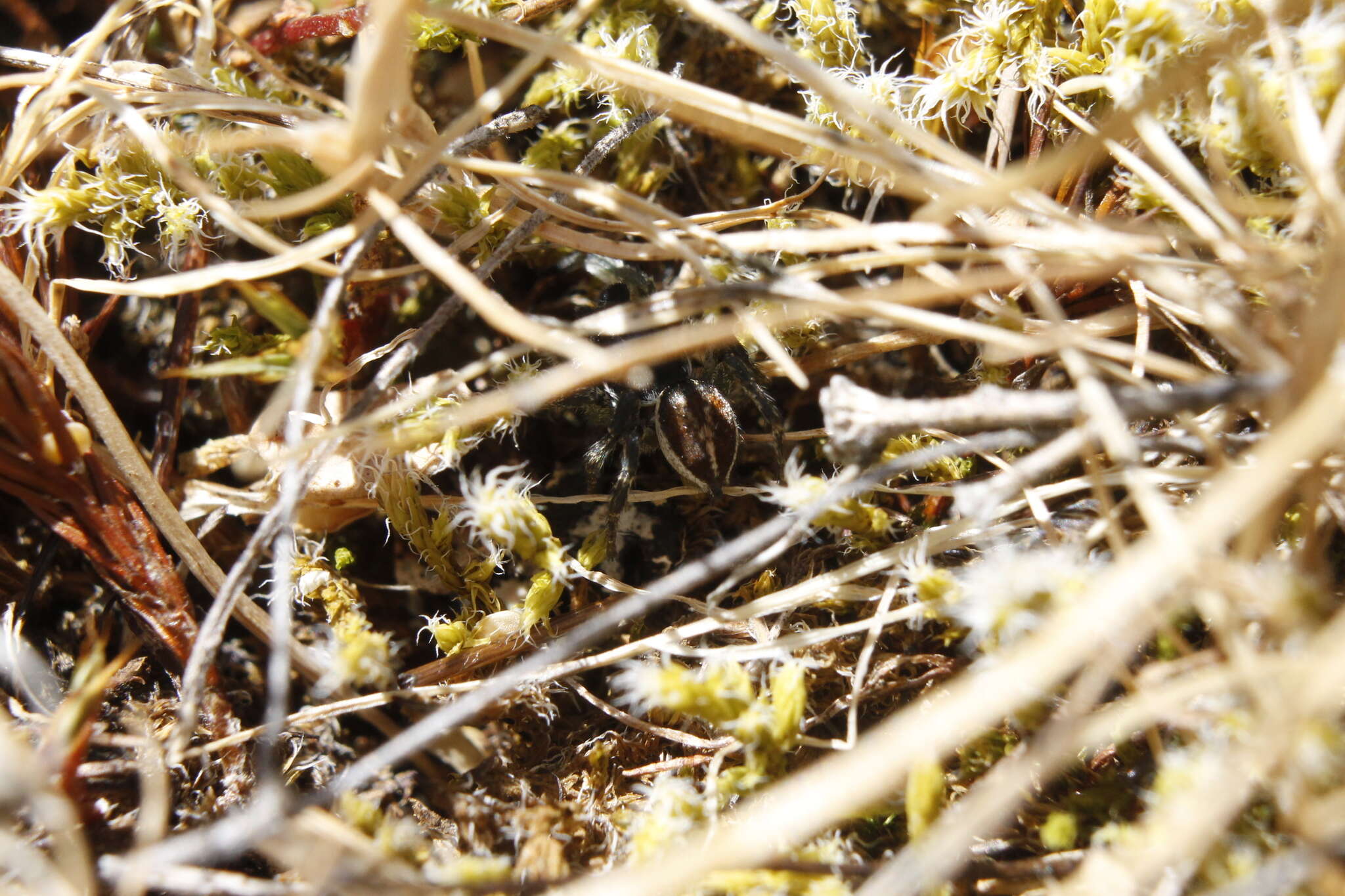 Image of Habronattus ophrys Griswold 1987