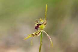 Caladenia corynephora A. S. George resmi