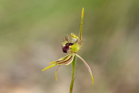 Image of Club-lipped spider orchid