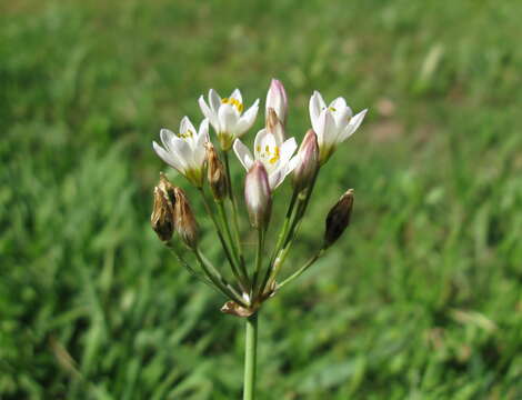 Nothoscordum borbonicum Kunth resmi