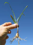 Image of Onion weed