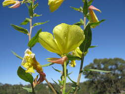 Imagem de Oenothera glazioviana M. Micheli