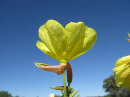 Imagem de Oenothera glazioviana M. Micheli