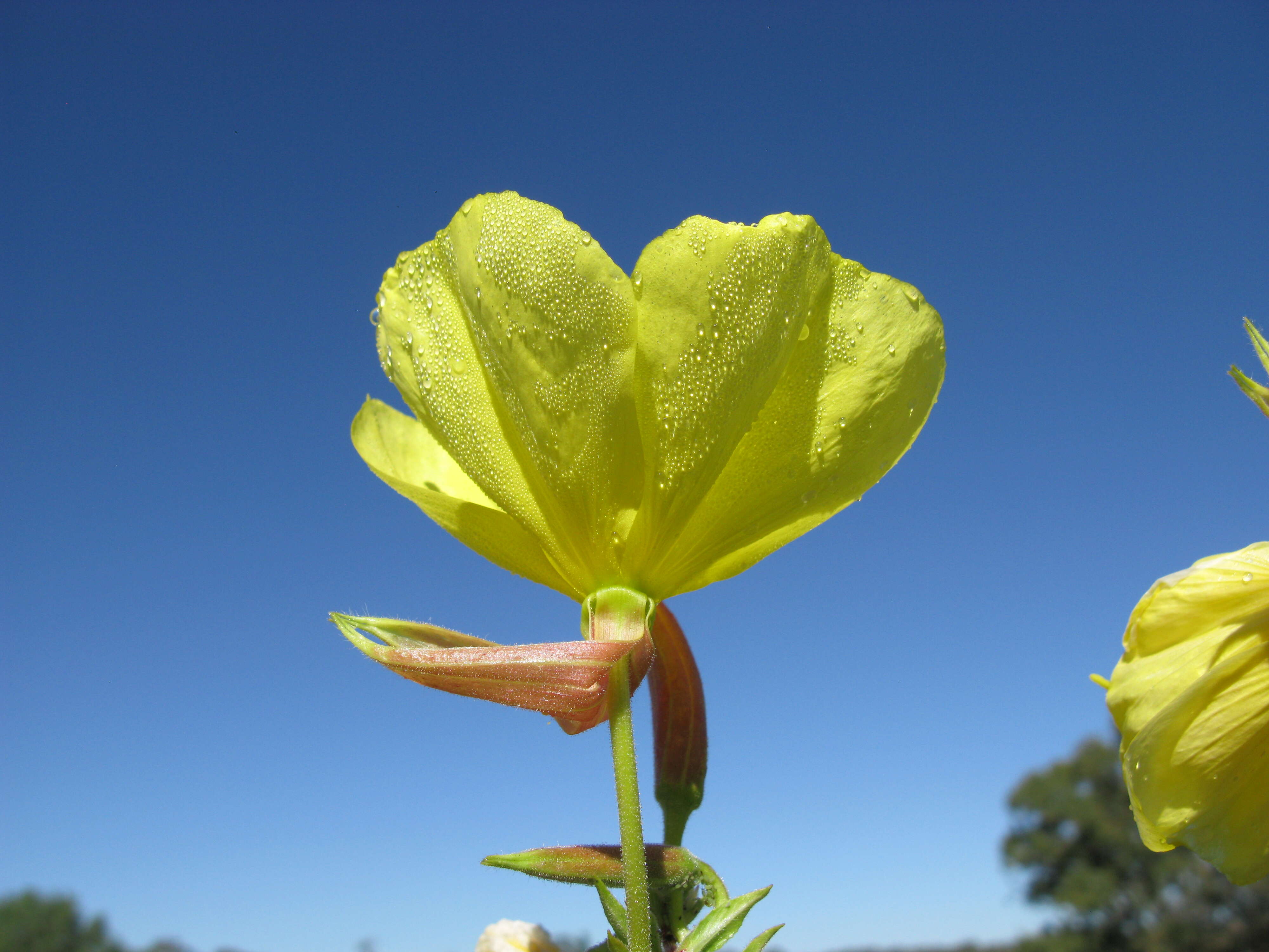 Imagem de Oenothera glazioviana M. Micheli