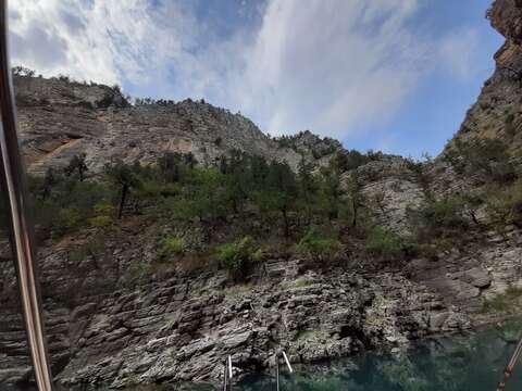 صورة Juniperus excelsa subsp. polycarpos (K. Koch) Takht.