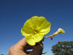 Image of redsepal evening primrose