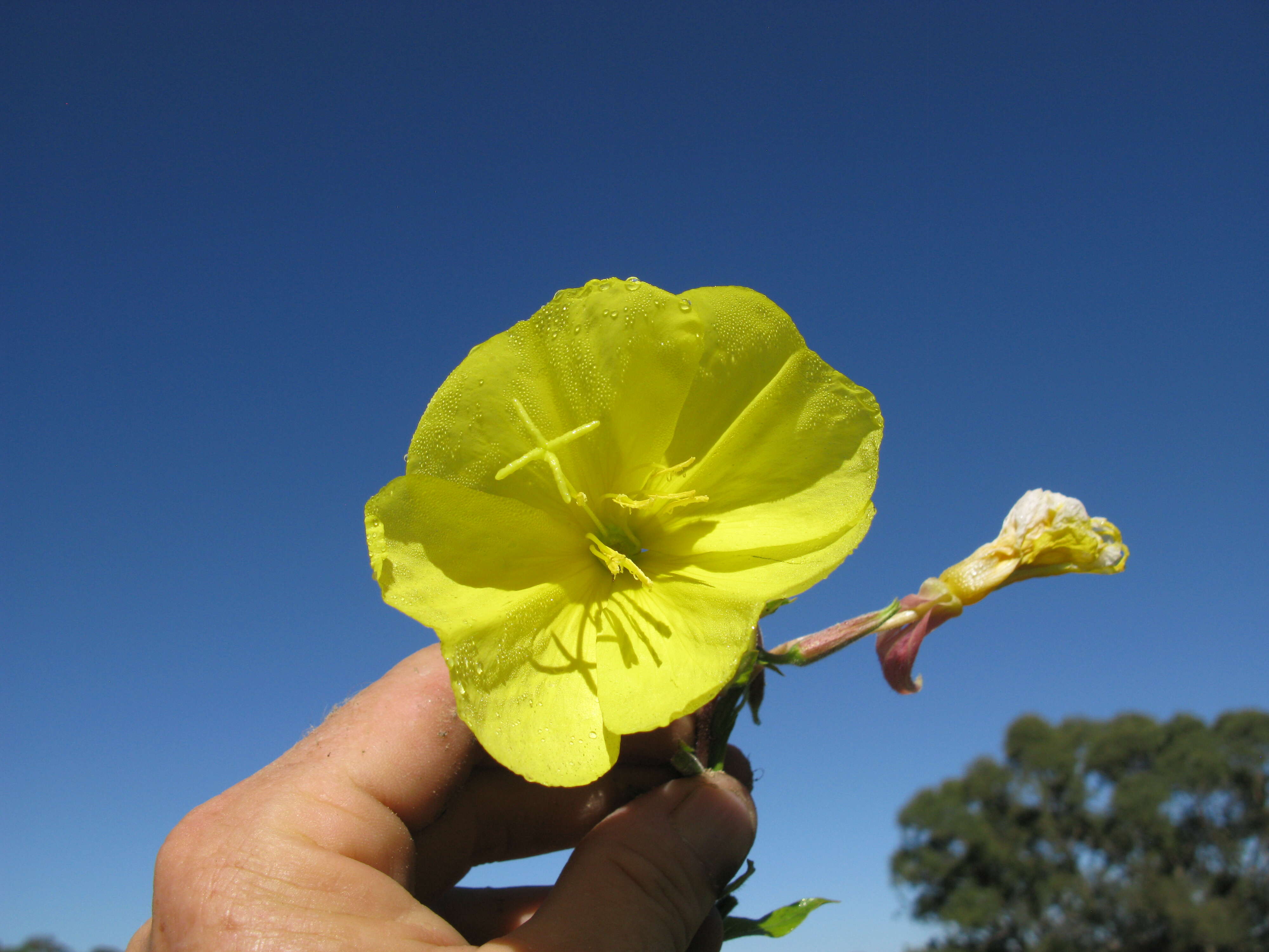 Image of redsepal evening primrose