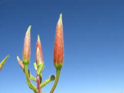 Imagem de Oenothera glazioviana M. Micheli