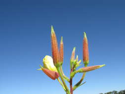 Imagem de Oenothera glazioviana M. Micheli