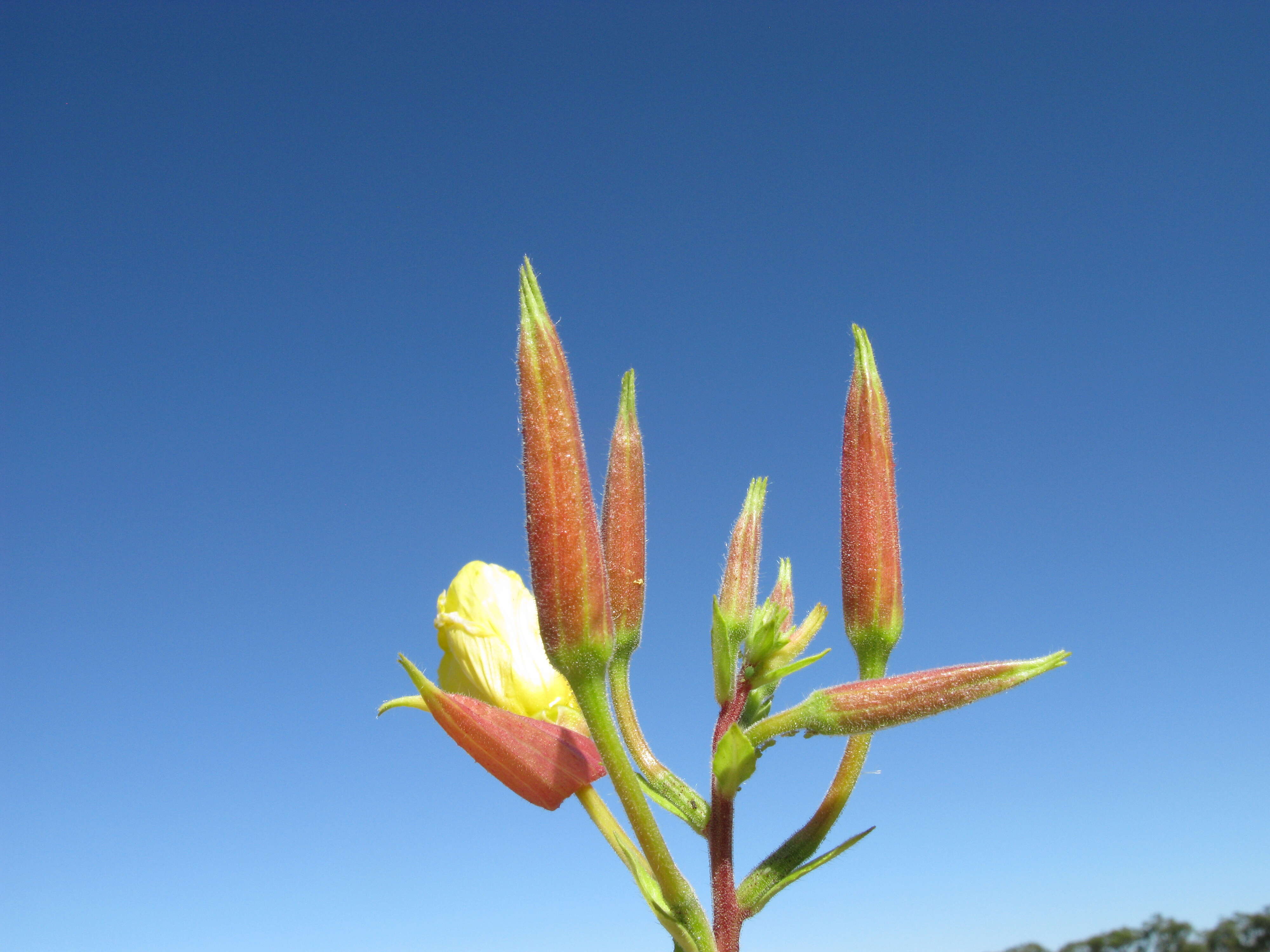 Imagem de Oenothera glazioviana M. Micheli