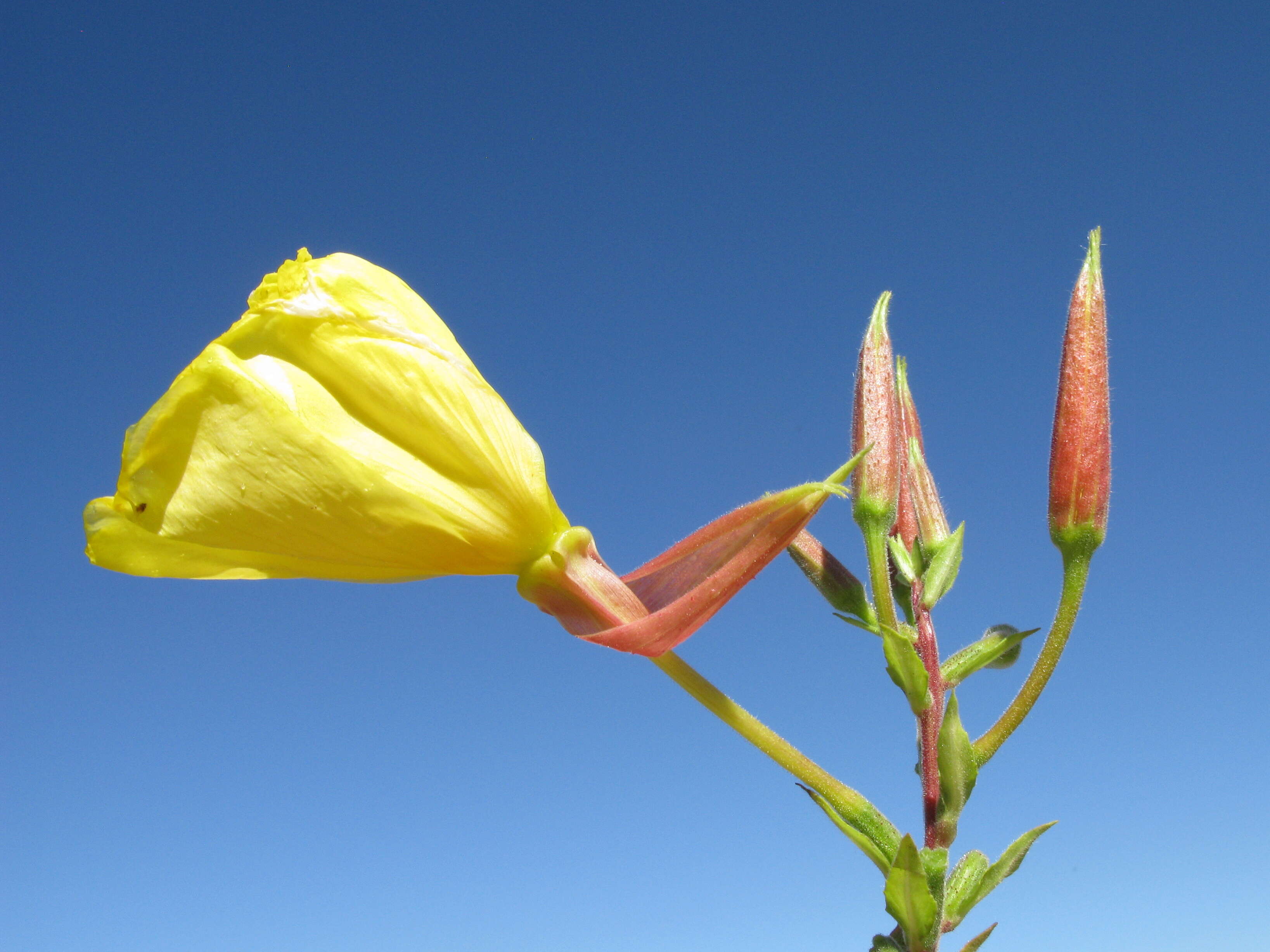 Imagem de Oenothera glazioviana M. Micheli