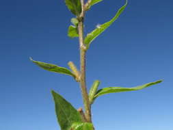 Image of redsepal evening primrose