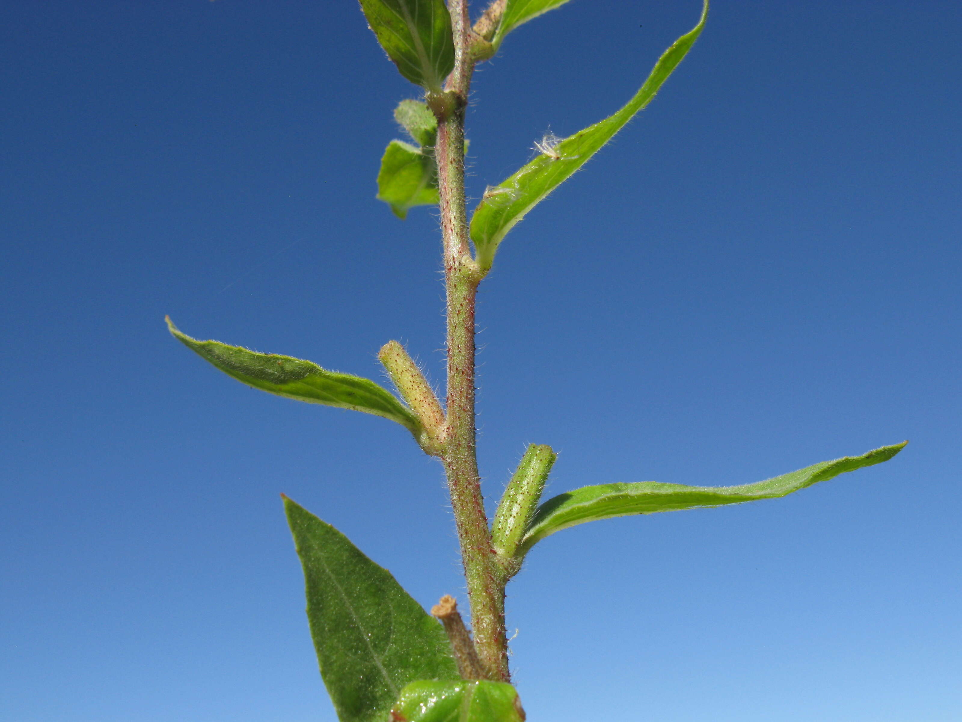 Imagem de Oenothera glazioviana M. Micheli