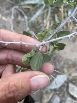 Image of Las Animas nakedwood